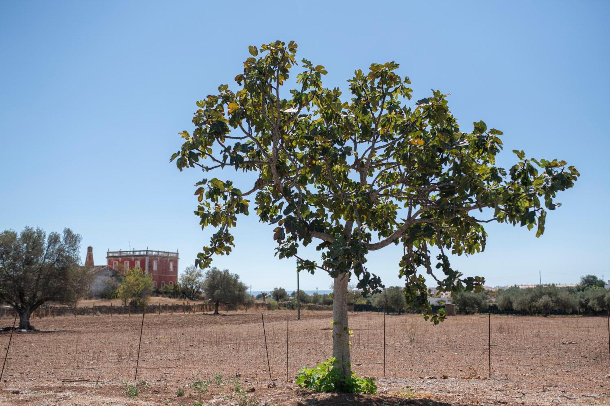 Quinta Castor Villa Vila Nova de Cacela Buitenkant foto